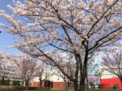 保健大正面の桜（23日）、明日はどうかな♪