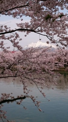 桜越しに見える岩木山