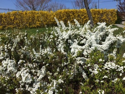 ユキヤナギの白い花も咲いてきました