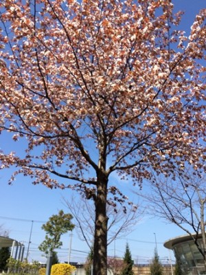 先週は“咲く気配ナシ”だった木も、咲いてました