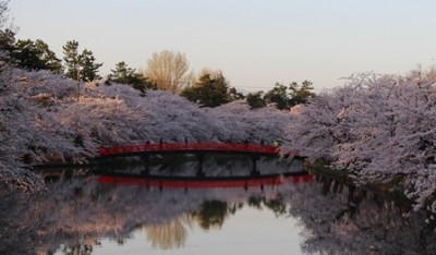 今朝の弘前公園の桜（撮影：弘前のMさん）