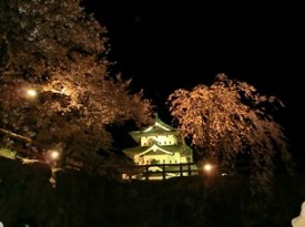 弘前城と夜桜も感動です！