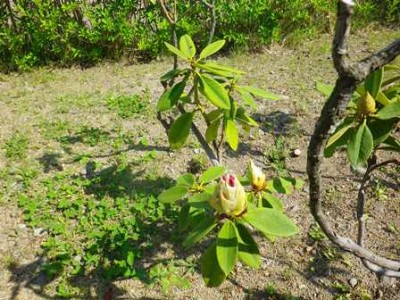 18日は、まだつぼみでした