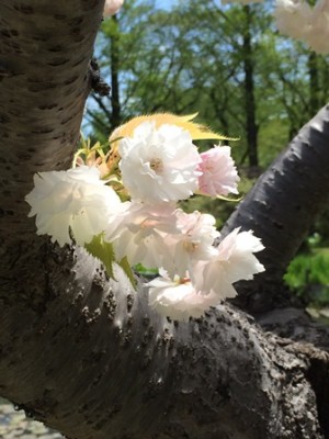 1本だけ、白い八重桜の木がありました！