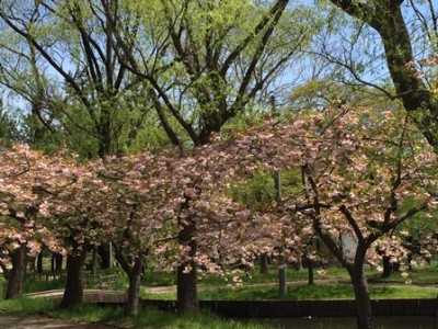 桜、まだキレイに咲いてる！！八重桜♪