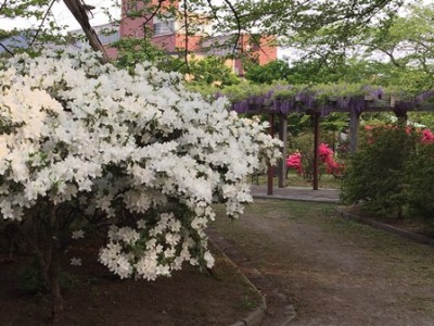白いツツジと、奥には藤の花