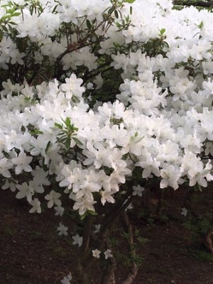 明日、保健大の帰りに合浦に寄っちゃおうかな♪
