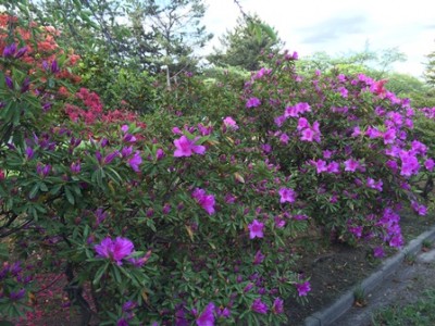 紫のツツジが咲きはじめ…