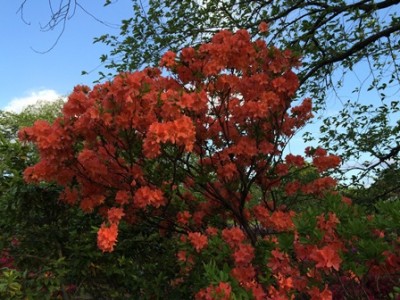 オレンジもいいね～！