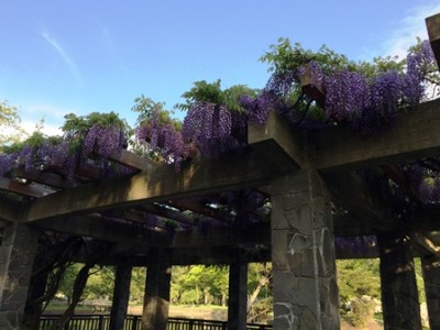 藤棚もいい感じ