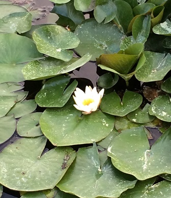 池では蓮の花も咲いてました