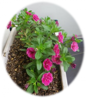 スーパーベルも咲いてきた