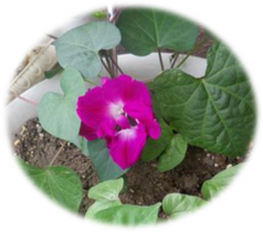 昨日のあさがお