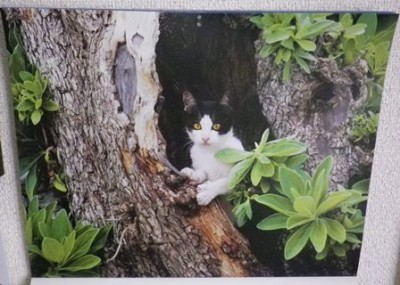 6月のカレンダーは沖縄・竹富島のネコちゃん