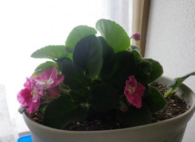 セントポーリア開花中♪