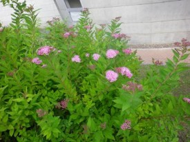 ピンクのシモツケ咲き初め