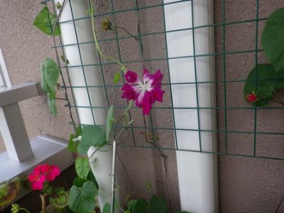 今朝はあさがお1個