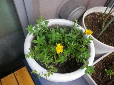昨日、ポーチュラカを植えました♪