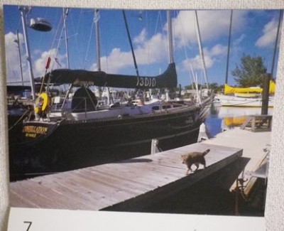 今月のカレンダーは、アメリカのねこちゃん