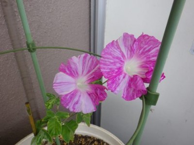 今朝はこっち2個