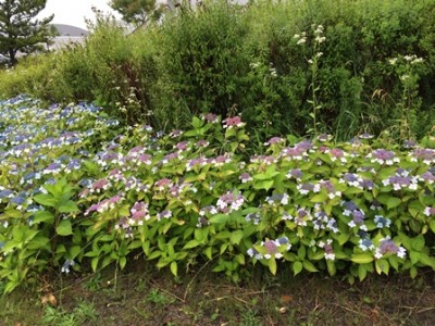 写真だと雨が降っているように見えないけど、雨の中のあじさい