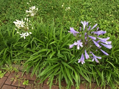 保健大に咲いていたアガパンサス。白と水色（紫？）