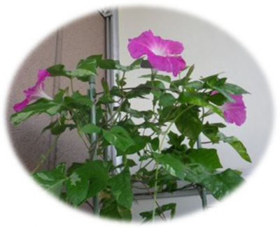 今朝のあさがおはピンクが3つ