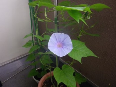 ベランダでは、こちらの鉢の第1号が咲きました♪