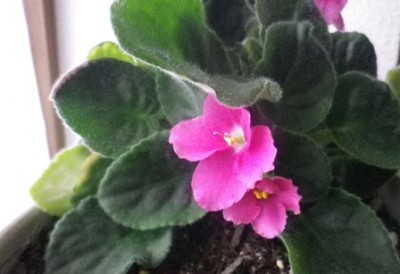 家の中ではピンクのお花