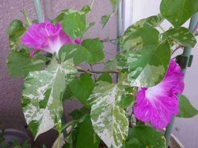 大きいピンクが2つ