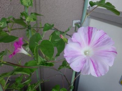 一つの苗から濃淡のピンク