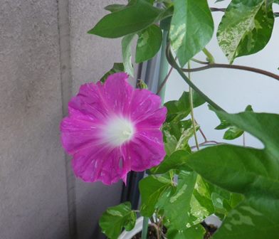 濃いピンク。前より花がきれいに開くようになった♪