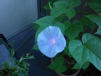 今朝のあさがお