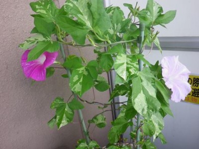 ピンクと白っぽいの