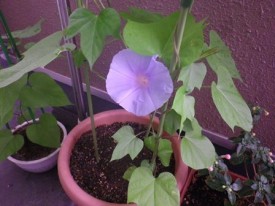 水色は下の方に1つ