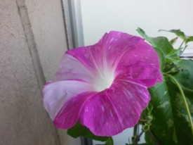 奥の1個は白のメッシュ入り