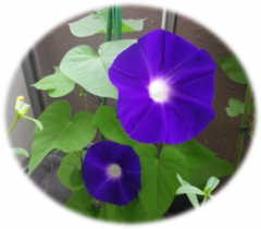 あら！青紫のあさがお、お初です❤