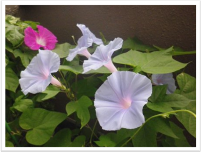 今朝は水色が6個