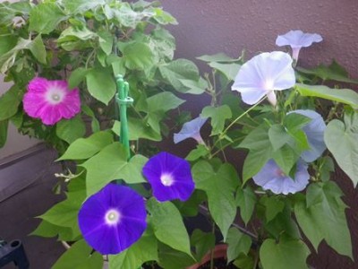 ピンクのあさがおの鉢も置き場所を変えて並べてみた♪