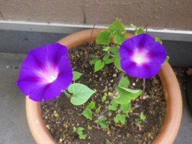 つるが枯れて切っちゃった鉢でも、小さいのが2つ咲いてました♪