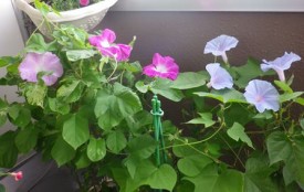 今朝のあさがおたち