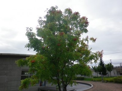 保健大のナナカマドもだんだん赤くなってきました