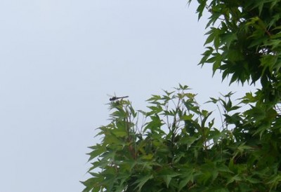 とんぼ…かえでの葉っぱに…とんぼ