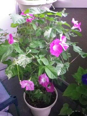 今朝は9個で今シーズン最多