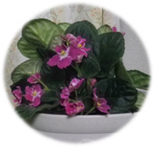 大きい鉢に植え替えておいたセントポーリア、開花中♪