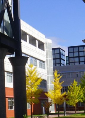 保健大のイチョウも黄色くなってきました