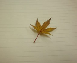 みなさんが帰ったお部屋に落ち葉一枚