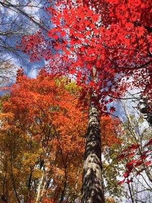 キレイな紅葉も見て…