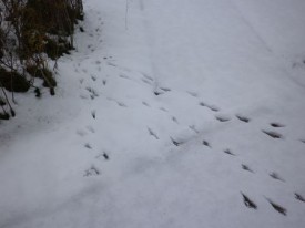 雪に鳥の足跡