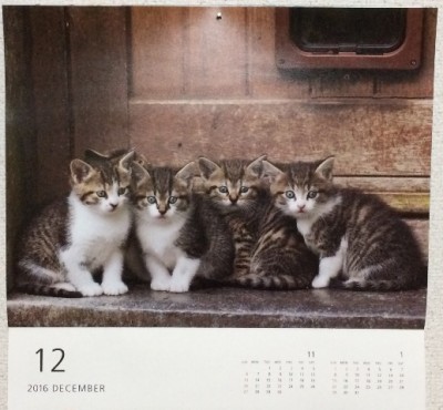 ねこちゃんカレンダーは子猫たち❤かわいい♪